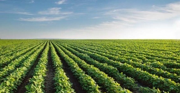 Importância da Estação Meteorológica na Agricultura